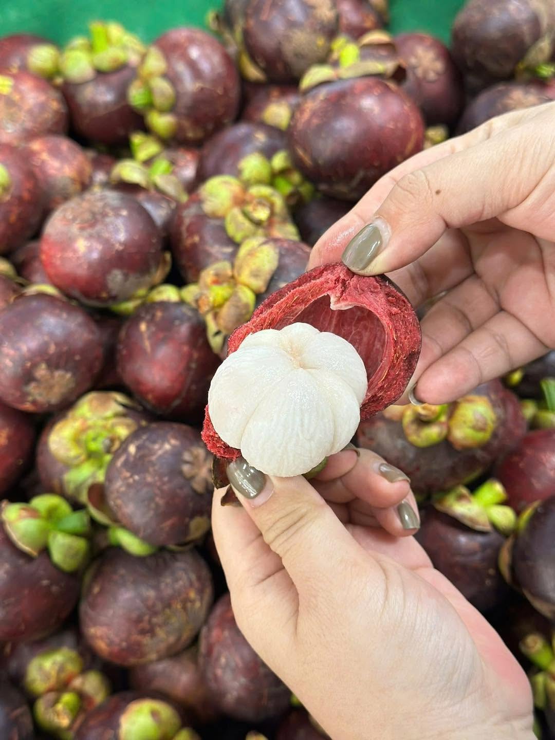 DONG NAI VIETNAMESE FRESH MANGOSTEEN FOR EXPORT – PREMIUM TROPICAL FRUIT WITH SWEET AND JUICY FLESH 2