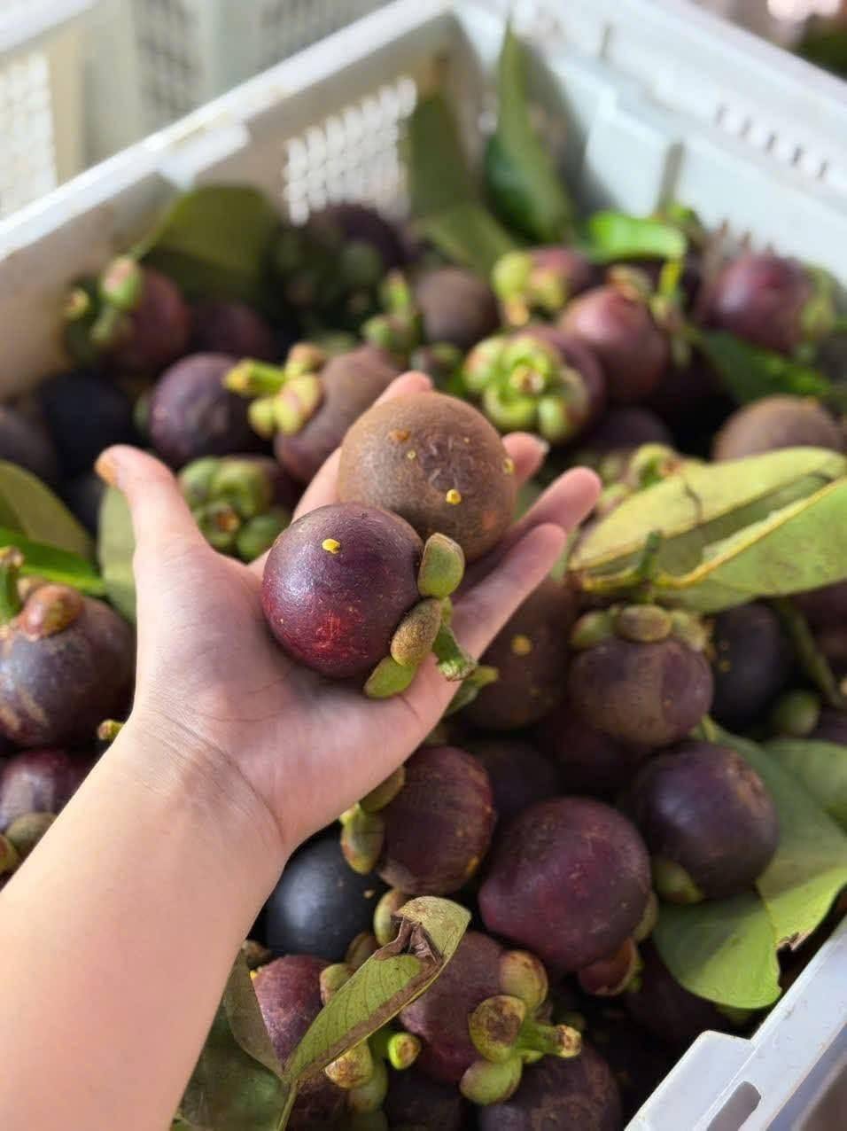 DONG NAI VIETNAMESE FRESH MANGOSTEEN FOR EXPORT – PREMIUM TROPICAL FRUIT WITH SWEET AND JUICY FLESH 3