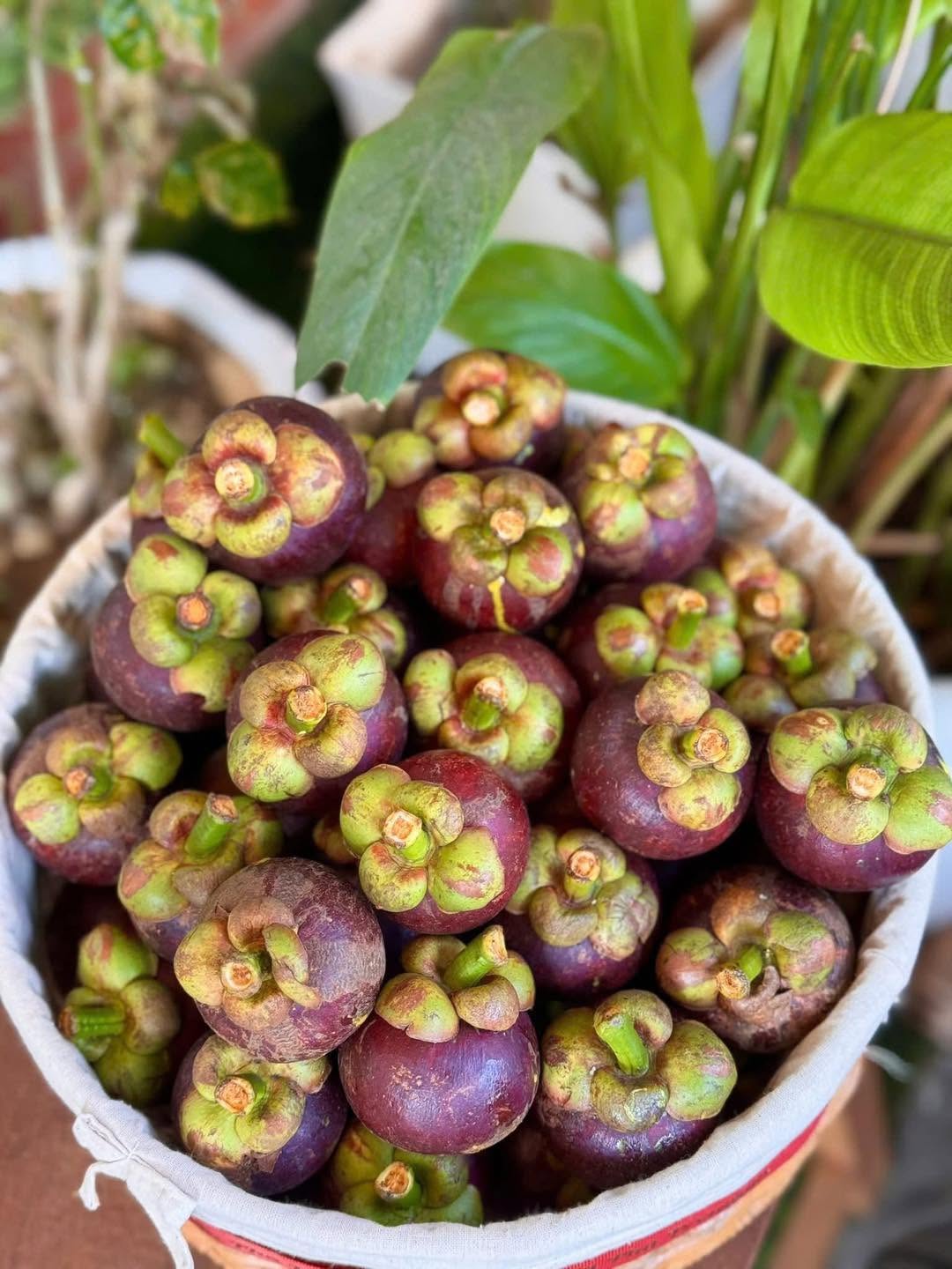 DONG NAI VIETNAMESE FRESH MANGOSTEEN FOR EXPORT – PREMIUM TROPICAL FRUIT WITH SWEET AND JUICY FLESH 4