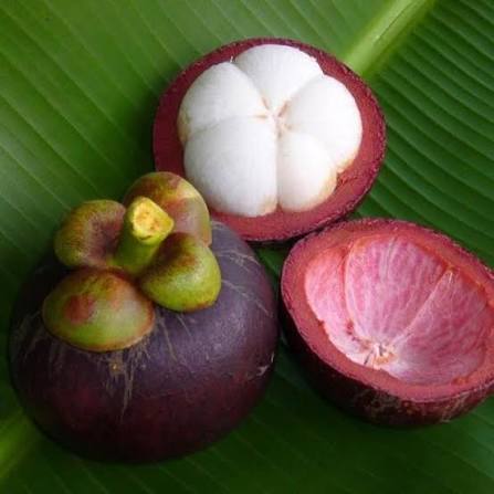 PREMIUM VIETNAMESE FRESH MANGOSTEEN FOR EXPORT – SWEET, JUICY TROPICAL FRUIT FOR WHOLESALE SUPPLY 3