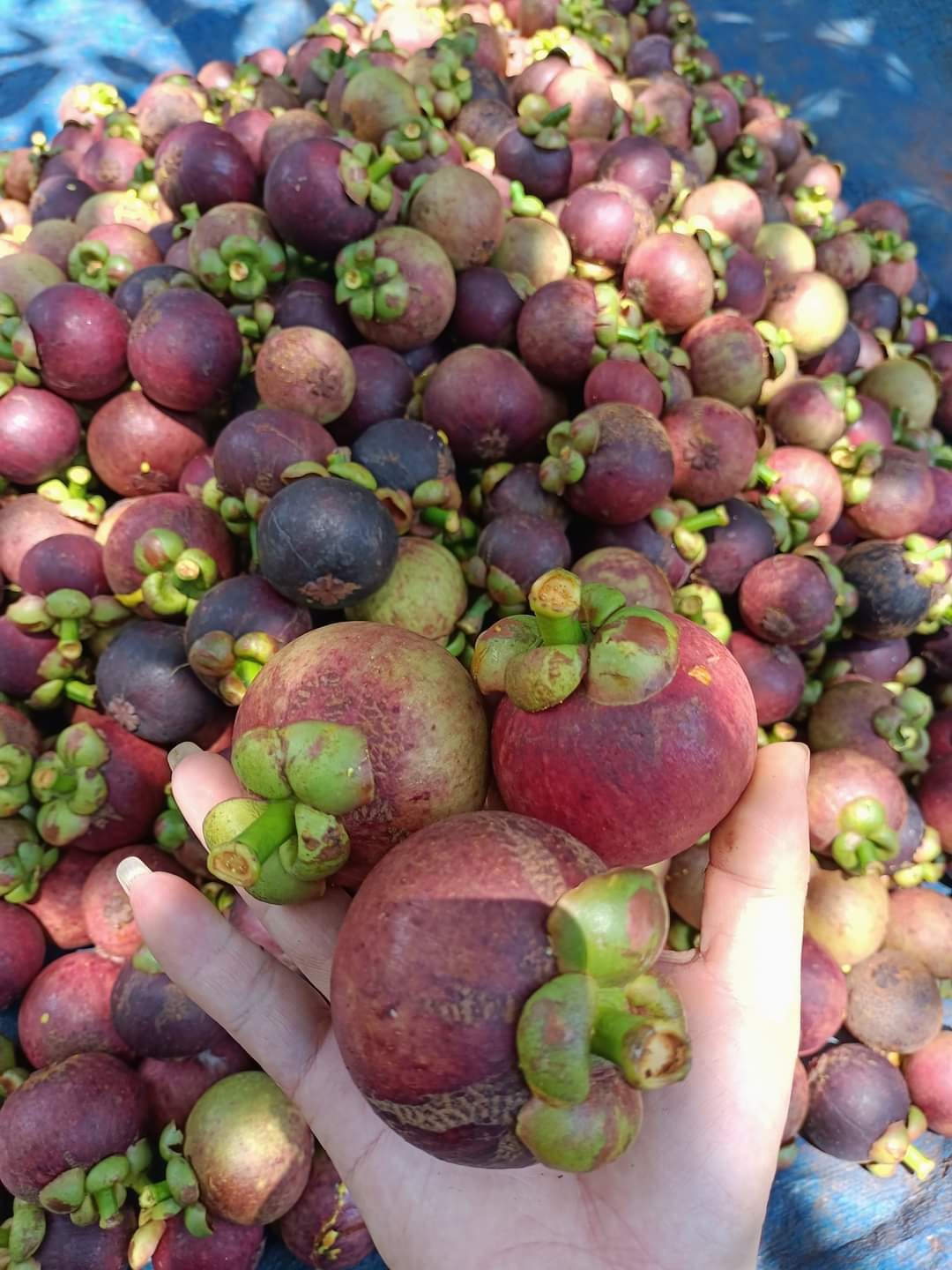 PREMIUM VIETNAMESE FRESH MANGOSTEEN FOR EXPORT – SWEET, JUICY TROPICAL FRUIT FOR WHOLESALE SUPPLY 4