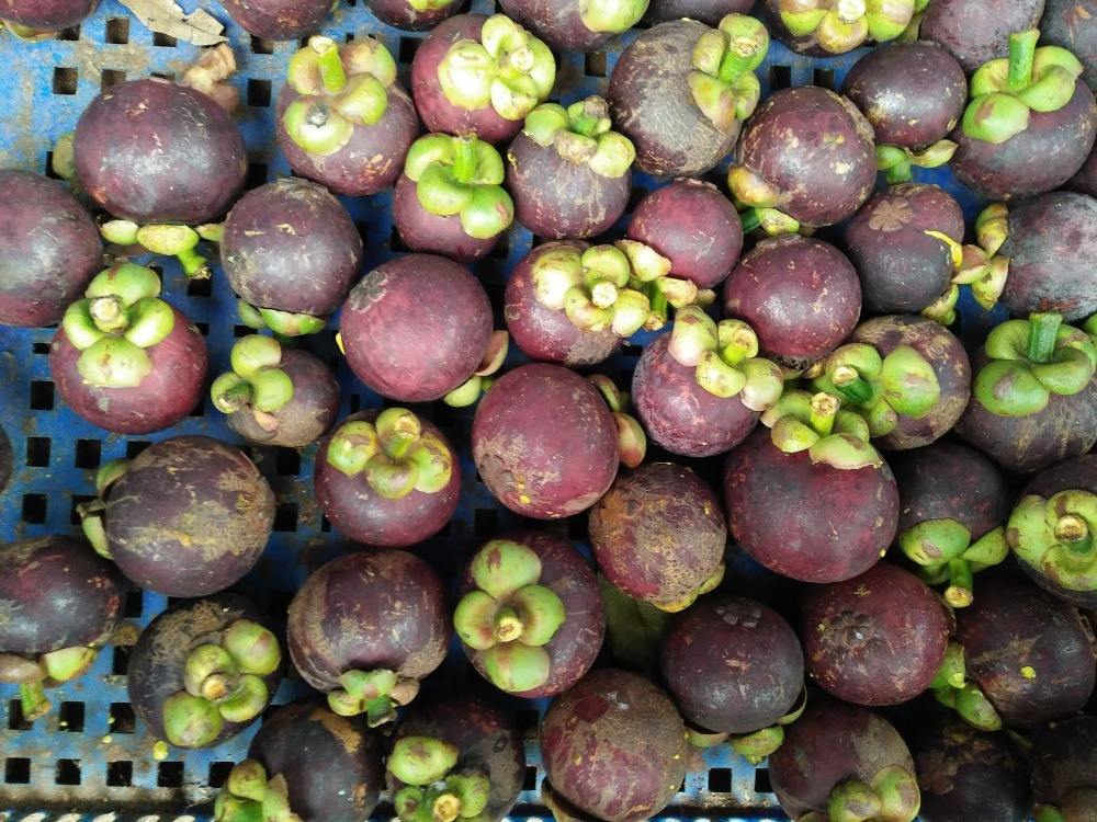 PREMIUM VIETNAMESE MANGOSTEEN FOR EXPORT – HIGH-GRADE TROPICAL FRUIT FOR GLOBAL BUYERS 2