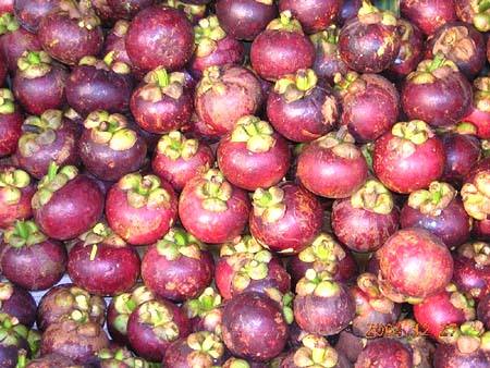PREMIUM VIETNAMESE MANGOSTEEN FOR EXPORT – HIGH-GRADE TROPICAL FRUIT FOR GLOBAL BUYERS 4