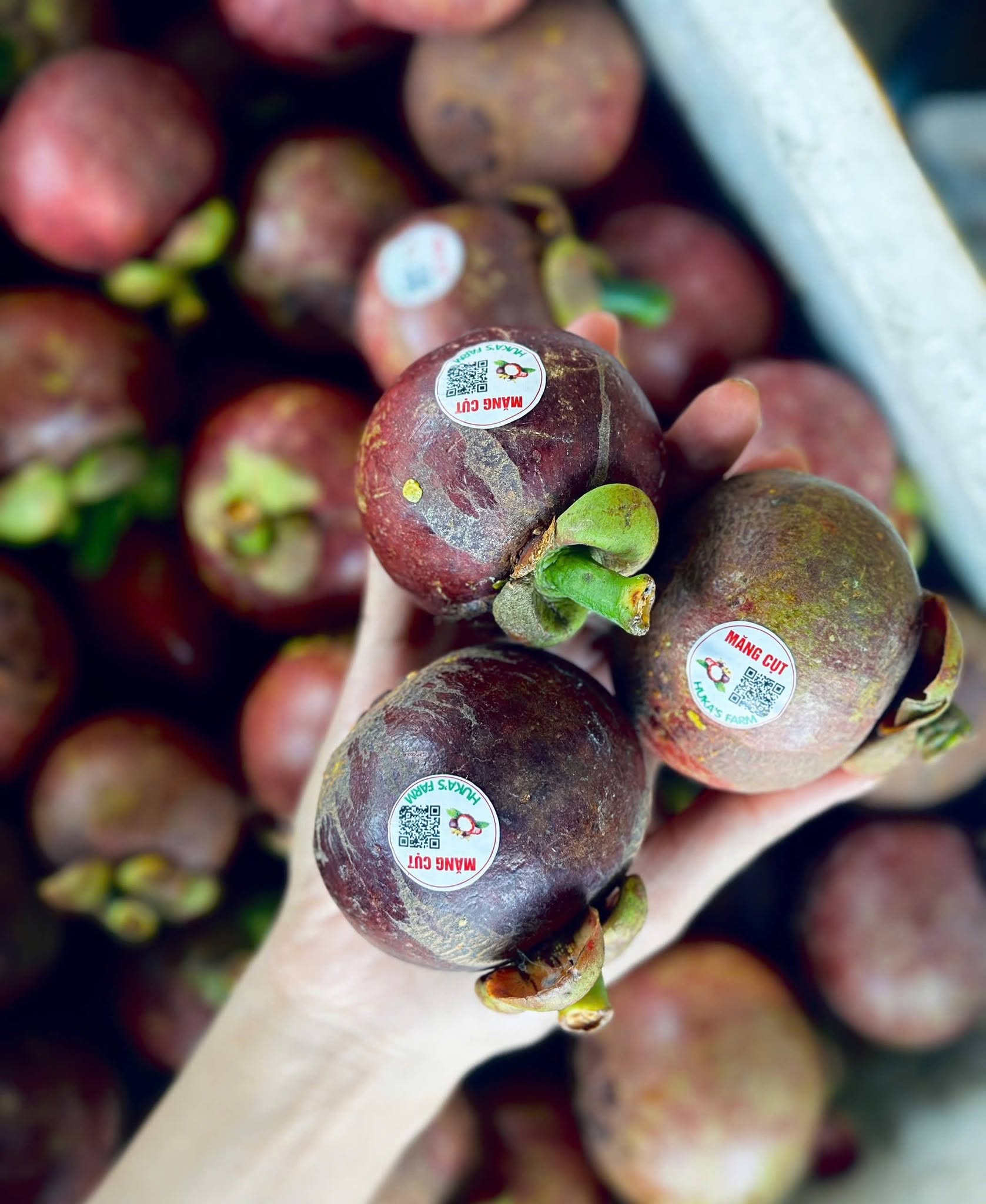 LAI THIEU VIETNAMESE FRESH MANGOSTEEN FOR EXPORT – PREMIUM TROPICAL FRUIT WITH NATURALLY SWEET, JUICY FLESH 4