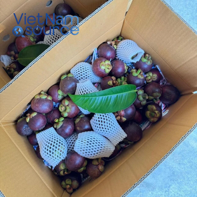 PREMIUM VIETNAMESE FRESH PURPLE MANGOSTEEN FOR EXPORT – SWEET TROPICAL FRUIT FROM A VIETNAM SUPPLIER