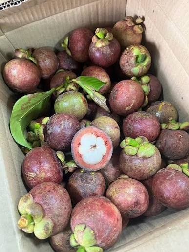 PREMIUM VIETNAMESE FRESH PURPLE MANGOSTEEN FOR EXPORT – SWEET TROPICAL FRUIT FROM A VIETNAM SUPPLIER 4