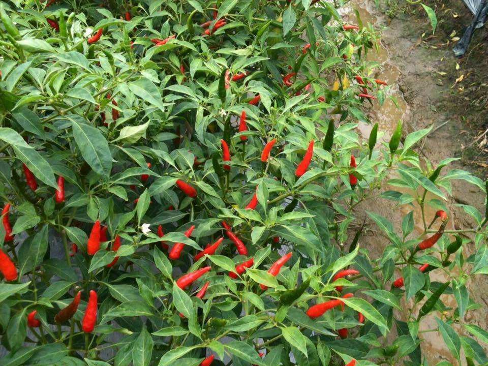 VIETNAMESE FRESH HOT CHILI PEPPERS FOR EXPORT – SPICY FRESH CHILI INGREDIENT FOR WHOLESALE AND FOOD SEASONING 2