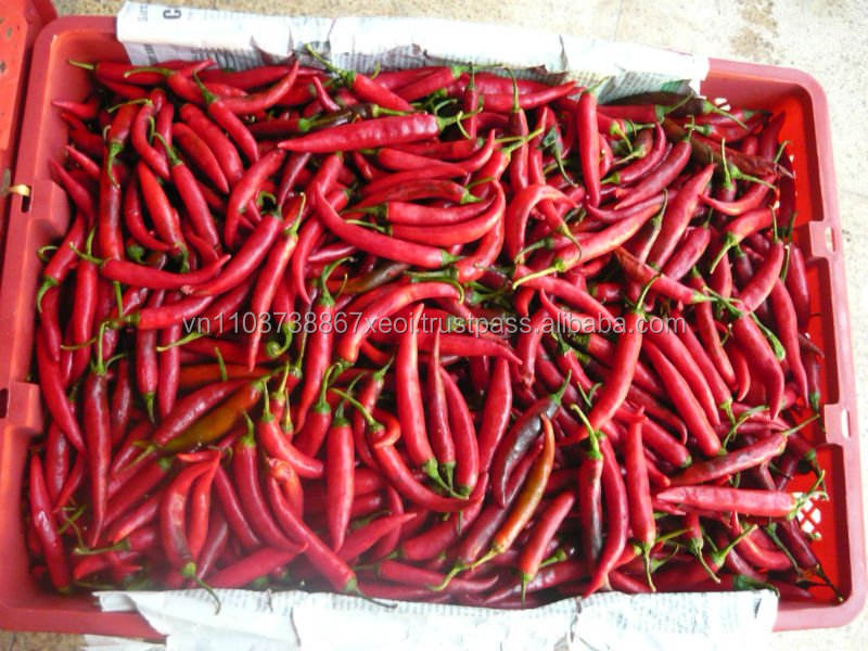 VIETNAMESE FRESH HOT CHILI PEPPERS FOR EXPORT – SPICY FRESH CHILI INGREDIENT FOR WHOLESALE AND FOOD SEASONING 4