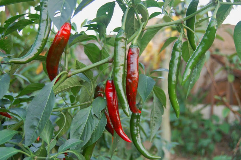 VIETNAMESE FRESH RED & GREEN CHILI PEPPERS FOR EXPORT – GRADE A, 8CM, RIPE, 5KG PACK 3