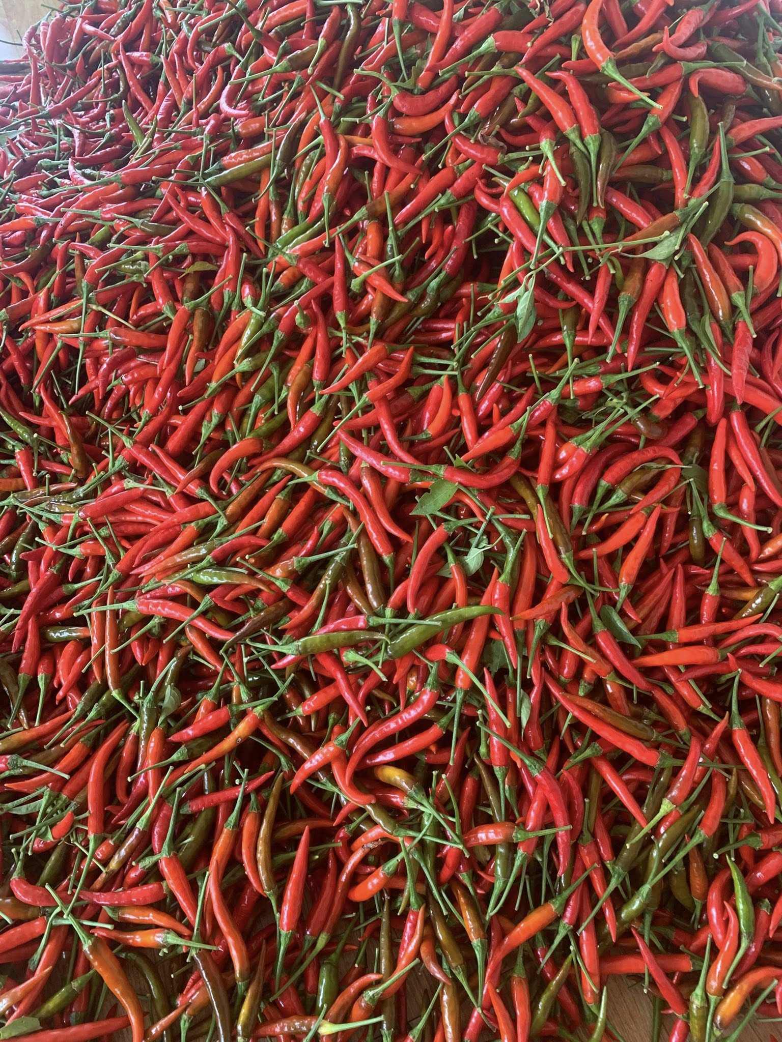 VIETNAMESE FRESH RED & GREEN CHILI PEPPERS FOR EXPORT – GRADE A, 8CM, RIPE, 5KG PACK 4