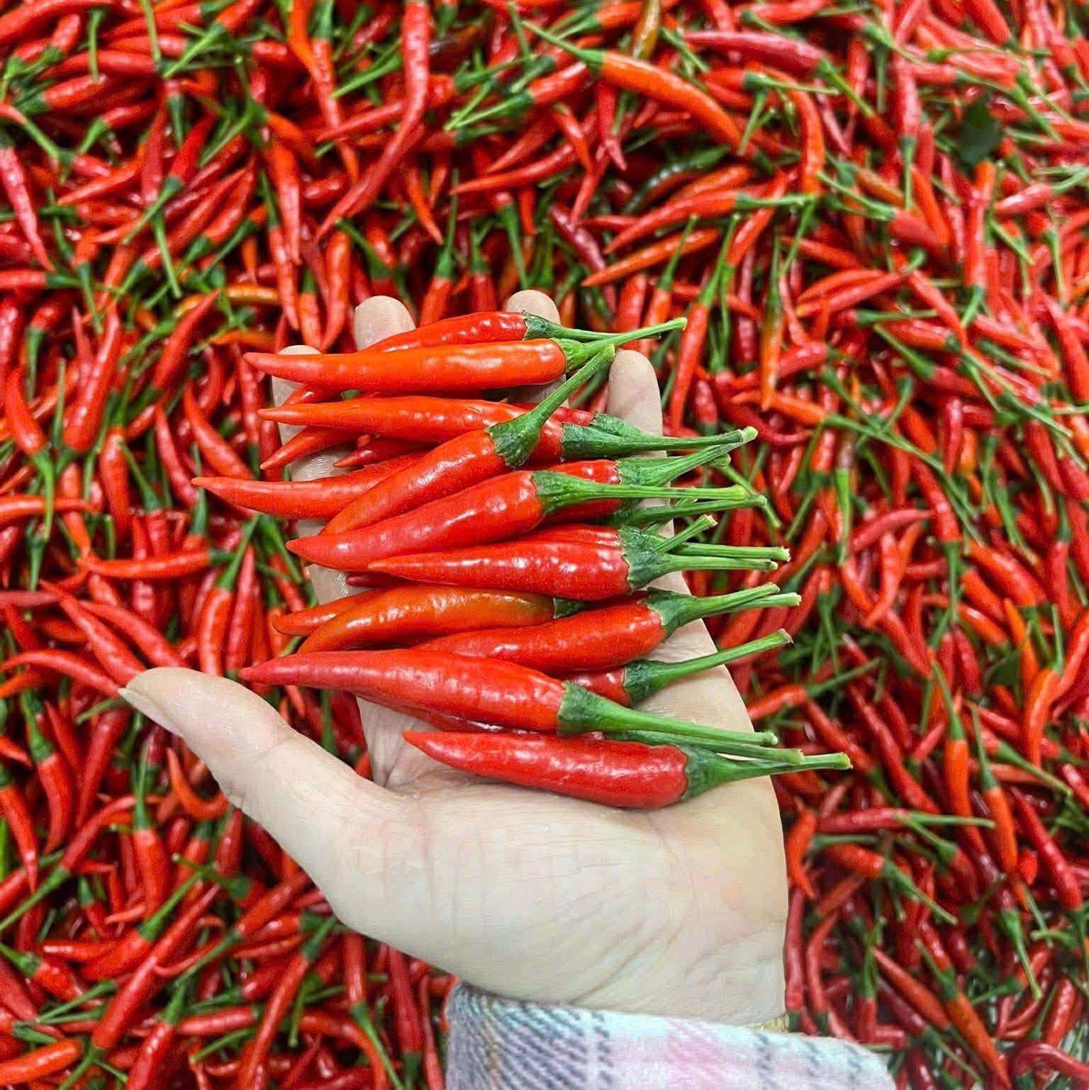 VIETNAMESE FRESH RED & GREEN CHILI PEPPERS FOR EXPORT – GRADE A, 8CM, RIPE, 5KG PACK