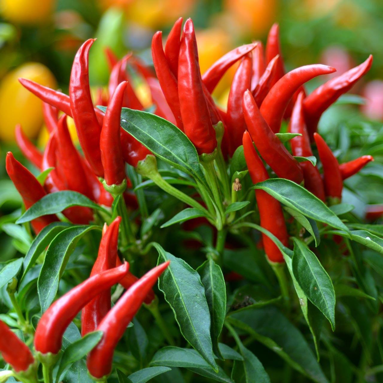 VIETNAMESE FRESH SMALL RED CHILI PEPPERS FOR EXPORT – NATURALLY HOT AGRICULTURAL PRODUCE, 25KG BULK PACK