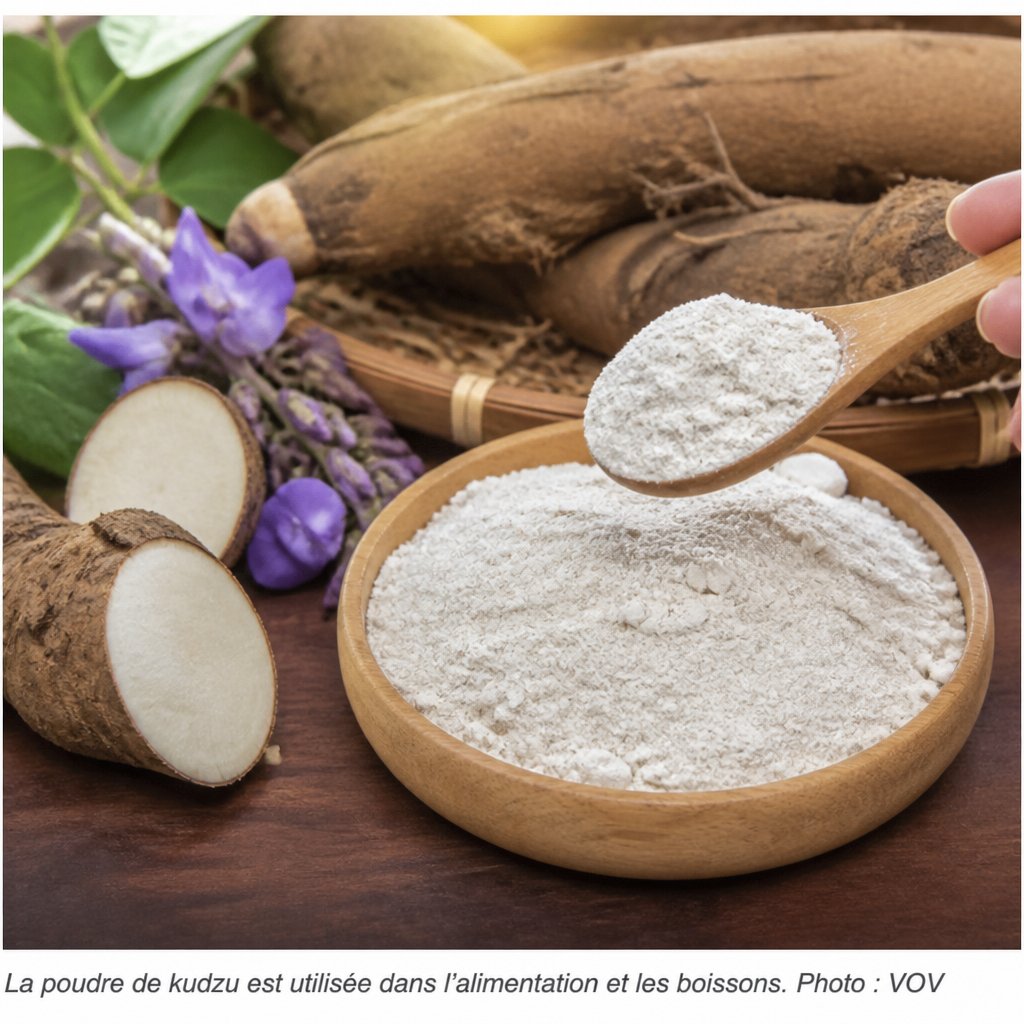 Poudre de kudzu du Vietnam : usages alimentaires et approvisionnement