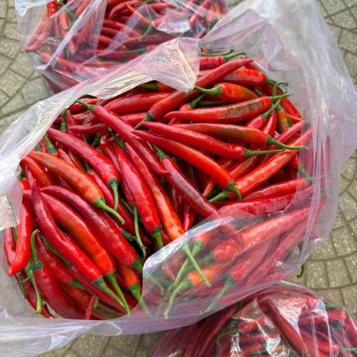 DONG THAP VIETNAMESE FRESH LONG RED CHILI PEPPERS FOR EXPORT – WHOLE CHILI SEASONING INGREDIENT