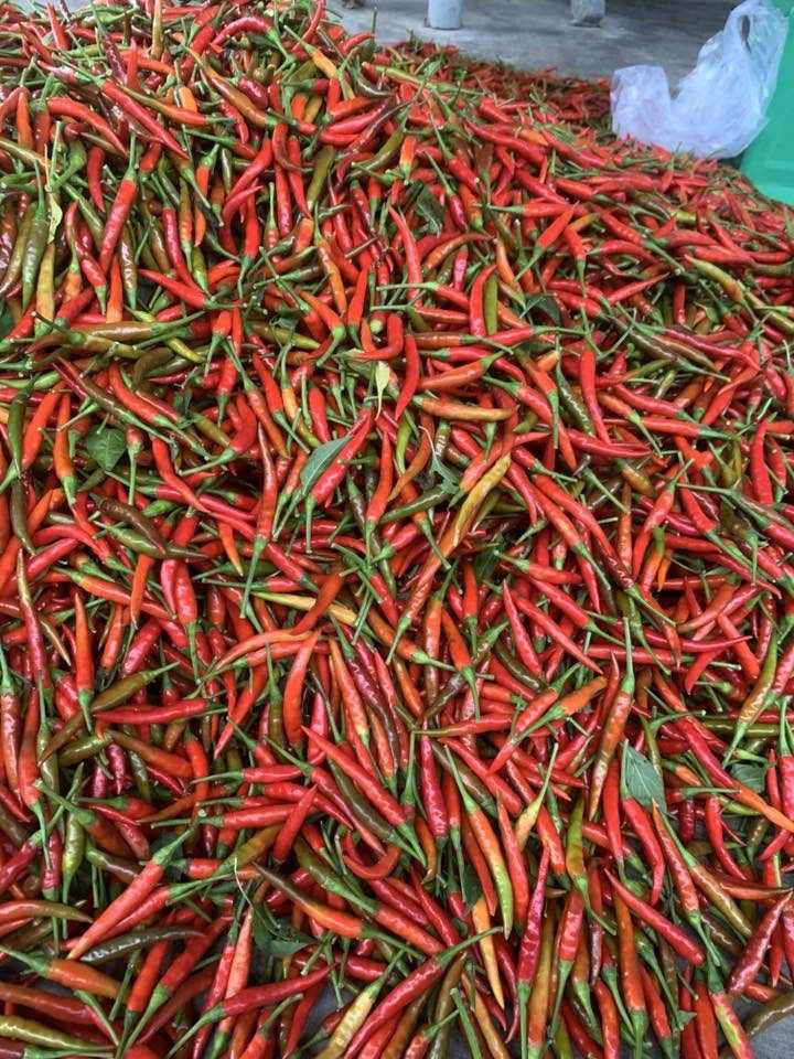 DONG THAP VIETNAMESE FRESH LONG RED CHILI PEPPERS FOR EXPORT – WHOLE CHILI SEASONING INGREDIENT 2