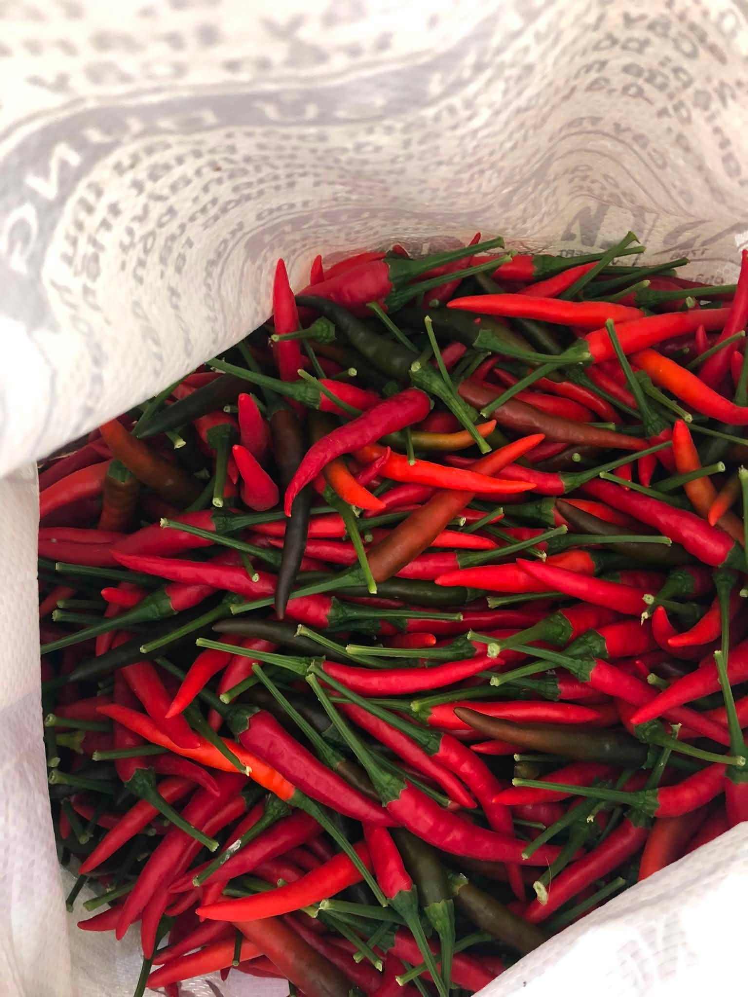 DONG THAP VIETNAMESE FRESH LONG RED CHILI PEPPERS FOR EXPORT – WHOLE CHILI SEASONING INGREDIENT 3