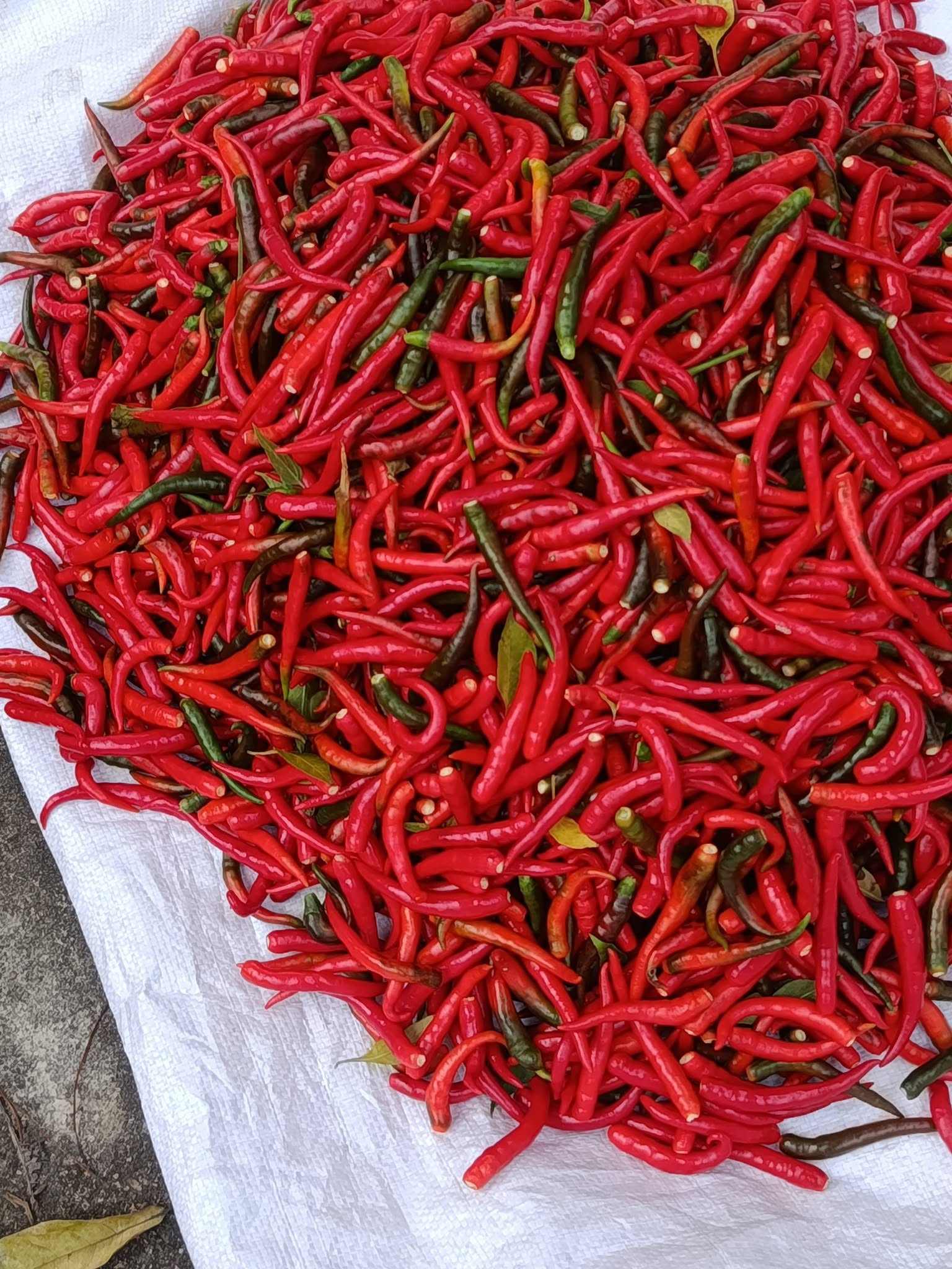 DONG THAP VIETNAMESE FRESH LONG RED CHILI PEPPERS FOR EXPORT – WHOLE CHILI SEASONING INGREDIENT 4