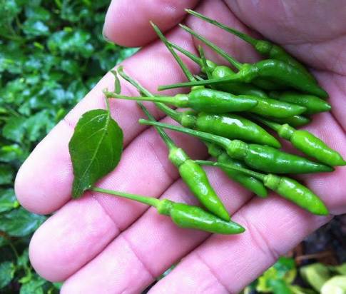 VIETNAMESE BIRD'S EYE CHILI PEPPERS FOR EXPORT – SMALL, HOT CHILI FOR WHOLESALE AND FOOD SEASONING 3