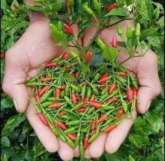 VIETNAMESE BIRD'S EYE CHILI PEPPERS FOR EXPORT – SMALL, HOT CHILI FOR WHOLESALE AND FOOD SEASONING 4