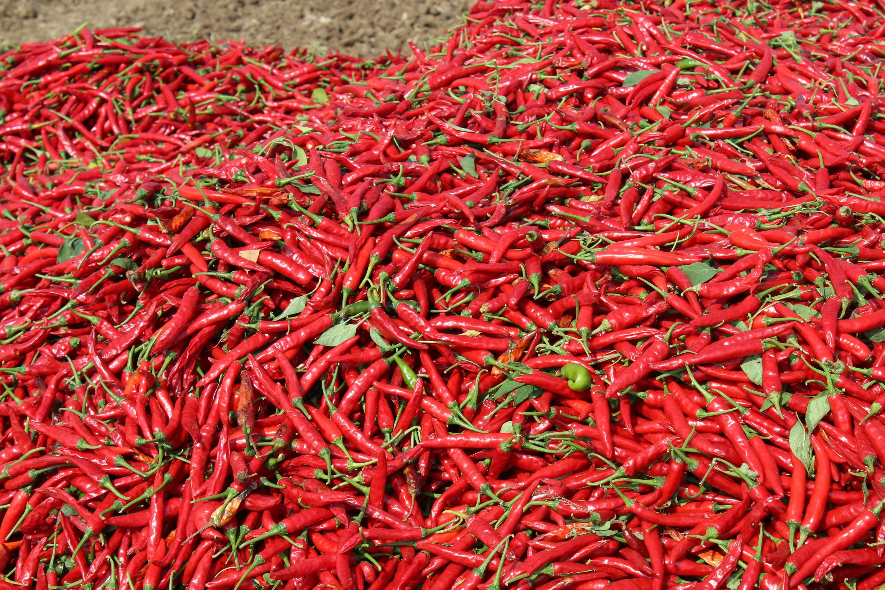 PREMIUM VIETNAMESE FRESH HOT CHILI PEPPERS FOR EXPORT – FOOD-GRADE SPICY SEASONING FOR RESTAURANTS AND FOOD INDUSTRY 2