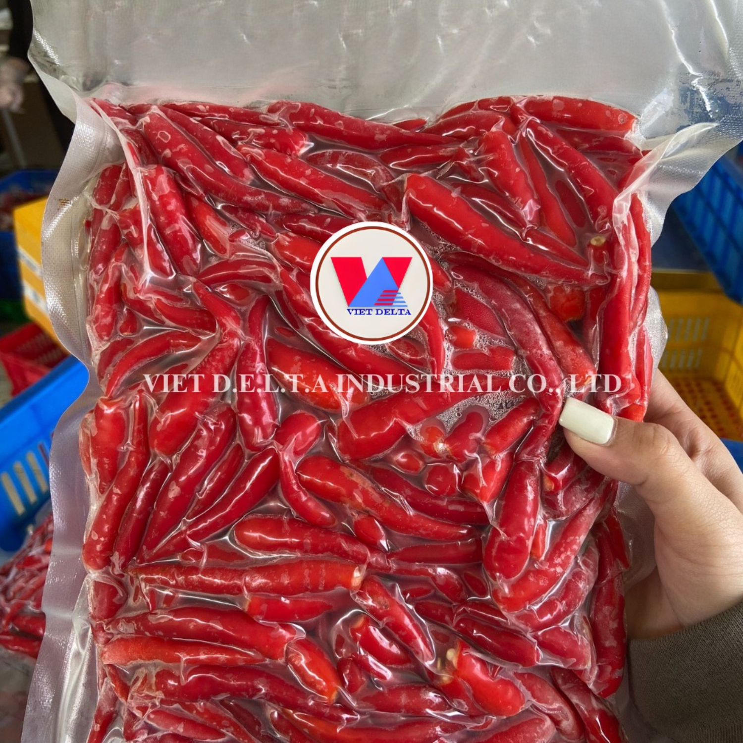 VIETNAMESE FRESH RED HOT CHILI PEPPERS & DRIED CHILI FOR EXPORT – WHOLESALE PRICES AND EXPORT-READY QUALITY 2