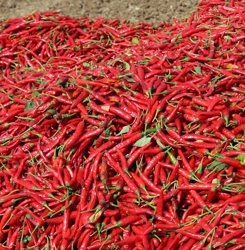 PURE VIETNAMESE DRIED RED CHILI PEPPERS – NATURAL SPICY SEASONING FOR DIPPING SAUCES, MARINADES AND COOKING