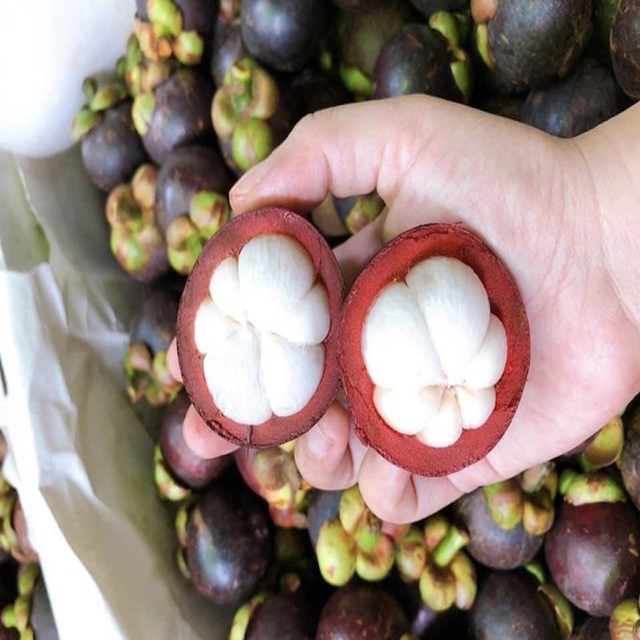 VIETNAMESE WHITE-FLESH MANGOSTEEN – FRESH TROPICAL FRUIT FOR BULK WHOLESALE EXPORT