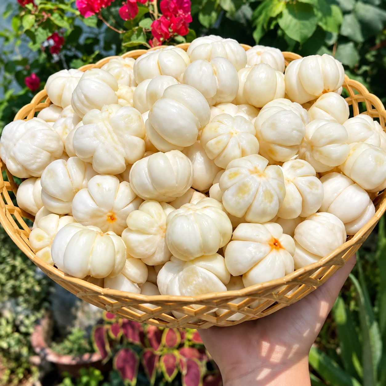 VIETNAMESE FROZEN MANGOSTEEN – WHOLE AND HALVED TROPICAL FRUIT FOR BULK WHOLESALE EXPORT
