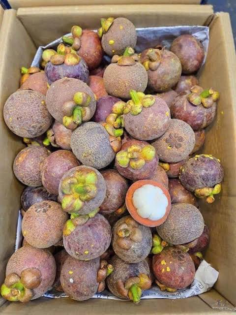 PREMIUM BINH DUONG VIETNAMESE MANGOSTEEN – FRESH PURPLE TROPICAL FRUIT FOR WHOLESALE EXPORT 2