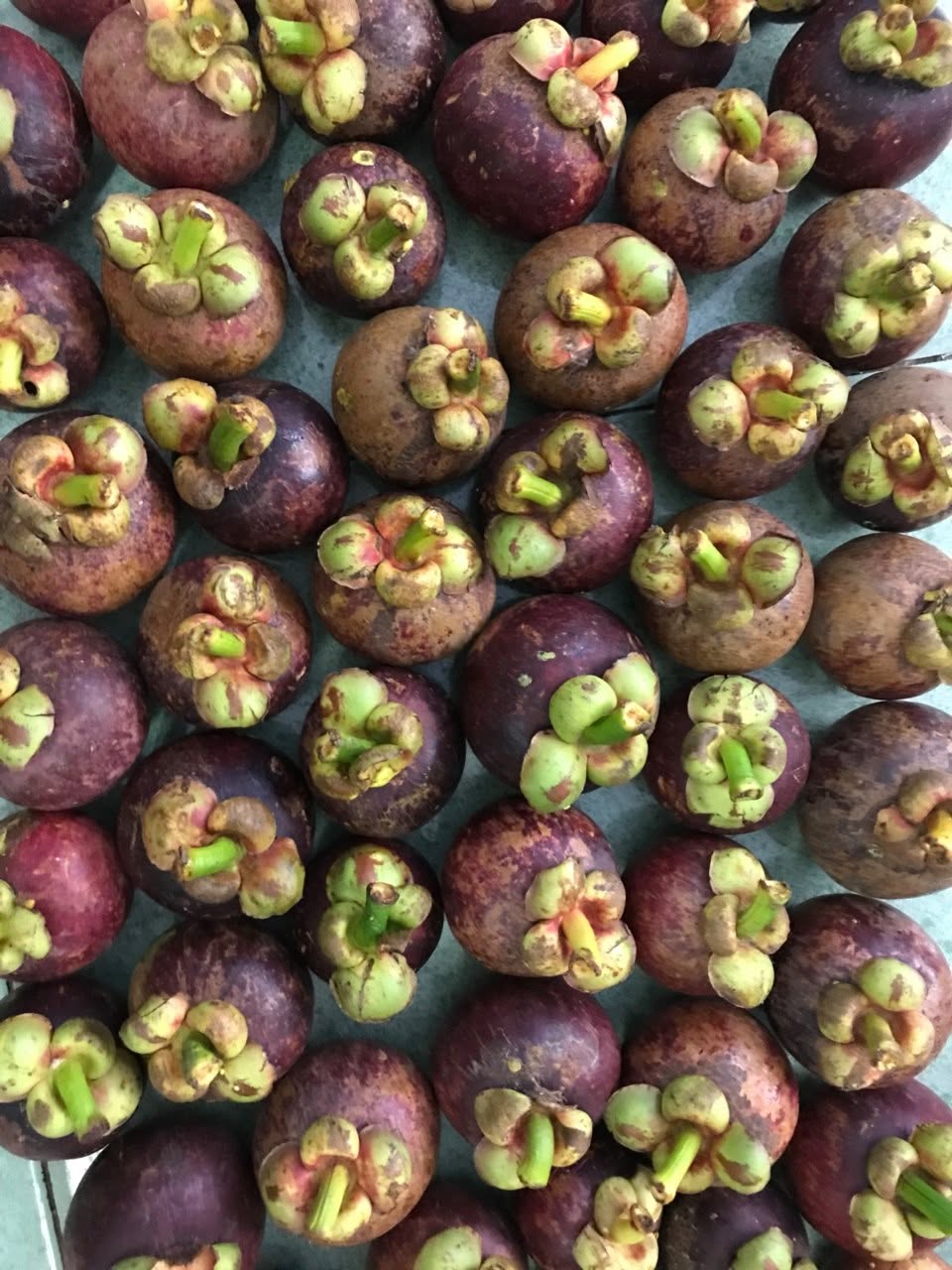 PREMIUM BEN TRE VIETNAMESE MANGOSTEEN – FRESH PURPLE TROPICAL FRUIT FOR WHOLESALE EXPORT 2