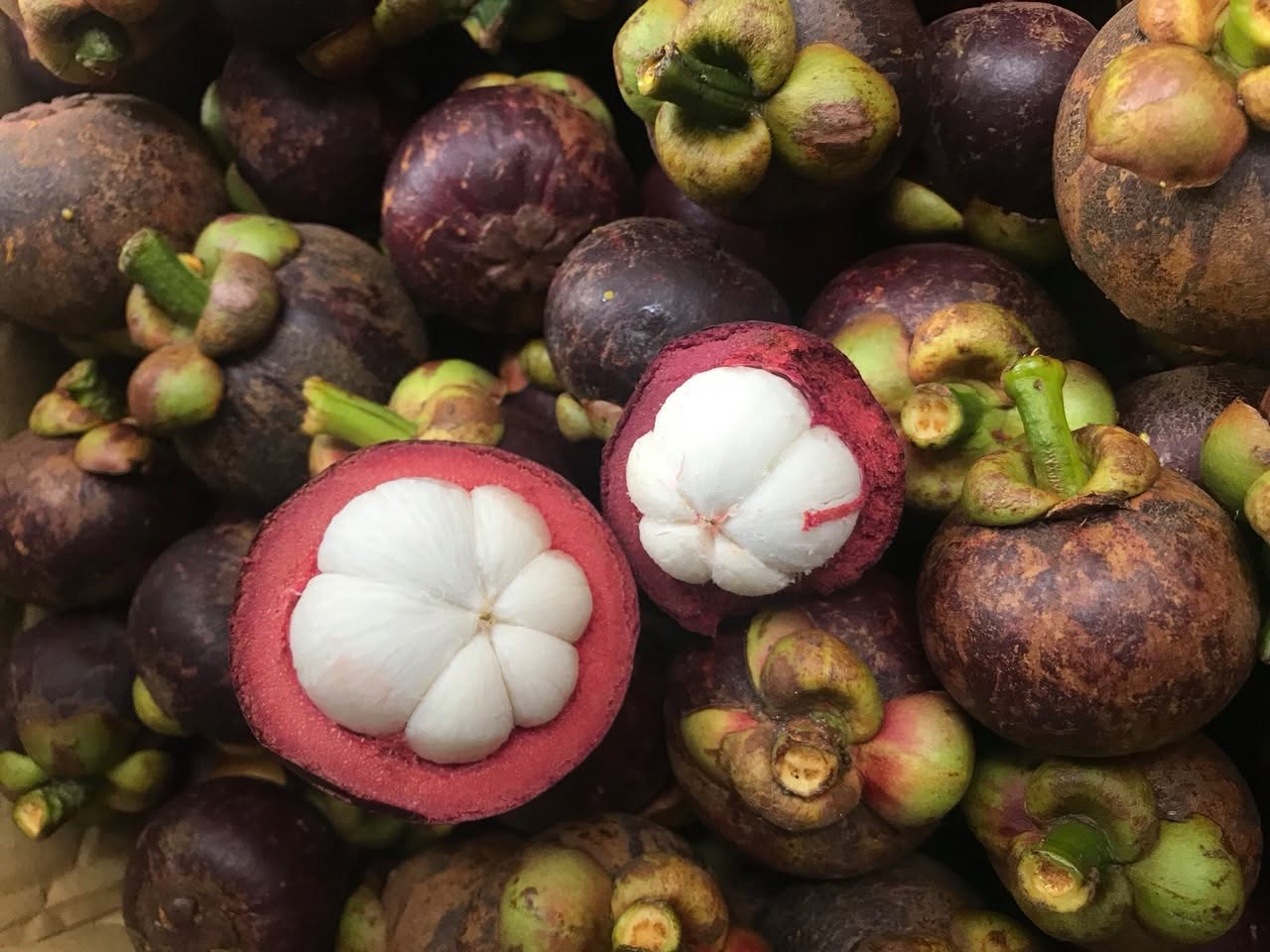 PREMIUM BEN TRE VIETNAMESE MANGOSTEEN – FRESH PURPLE TROPICAL FRUIT FOR WHOLESALE EXPORT 4