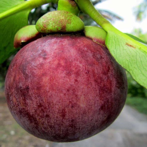 PREMIUM FRESH VIETNAMESE MANGOSTEEN – NATURAL TROPICAL FRUIT FOR WHOLESALE EXPORT