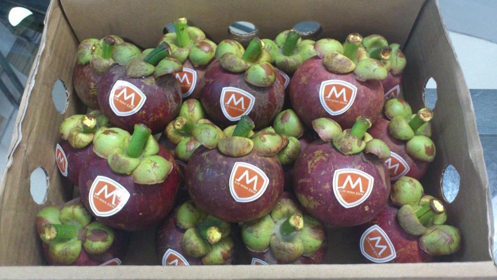 PREMIUM FRESH VIETNAMESE MANGOSTEEN – NATURAL TROPICAL FRUIT FOR WHOLESALE EXPORT 4