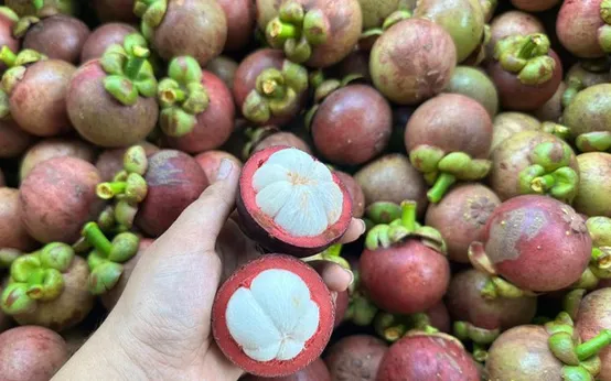 PREMIUM SOC TRANG VIETNAMESE MANGOSTEEN – FRESH PURPLE TROPICAL FRUIT FOR WHOLESALE EXPORT 2