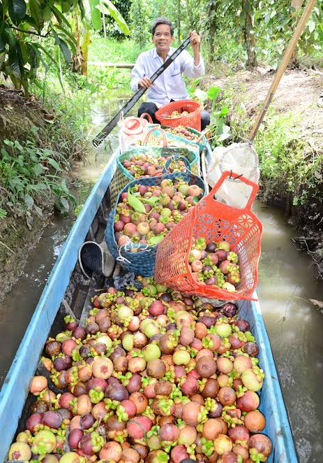 PREMIUM KIEN GIANG VIETNAMESE MANGOSTEEN – FRESH PURPLE TROPICAL FRUIT FOR WHOLESALE EXPORT 4