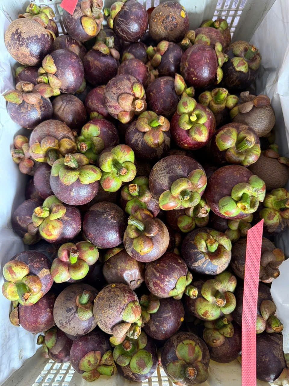 PREMIUM FRESH VIETNAMESE PURPLE MANGOSTEEN – SWEET EXPORT-GRADE TROPICAL FRUIT FOR WHOLESALE SUPPLY 2
