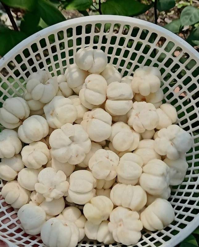 PREMIUM TIEN GIANG VIETNAMESE MANGOSTEEN – FRESH PURPLE TROPICAL FRUIT FOR WHOLESALE EXPORT