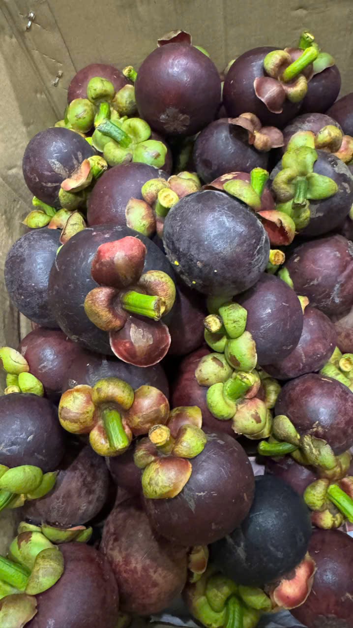 PREMIUM TIEN GIANG VIETNAMESE MANGOSTEEN – FRESH PURPLE TROPICAL FRUIT FOR WHOLESALE EXPORT 2