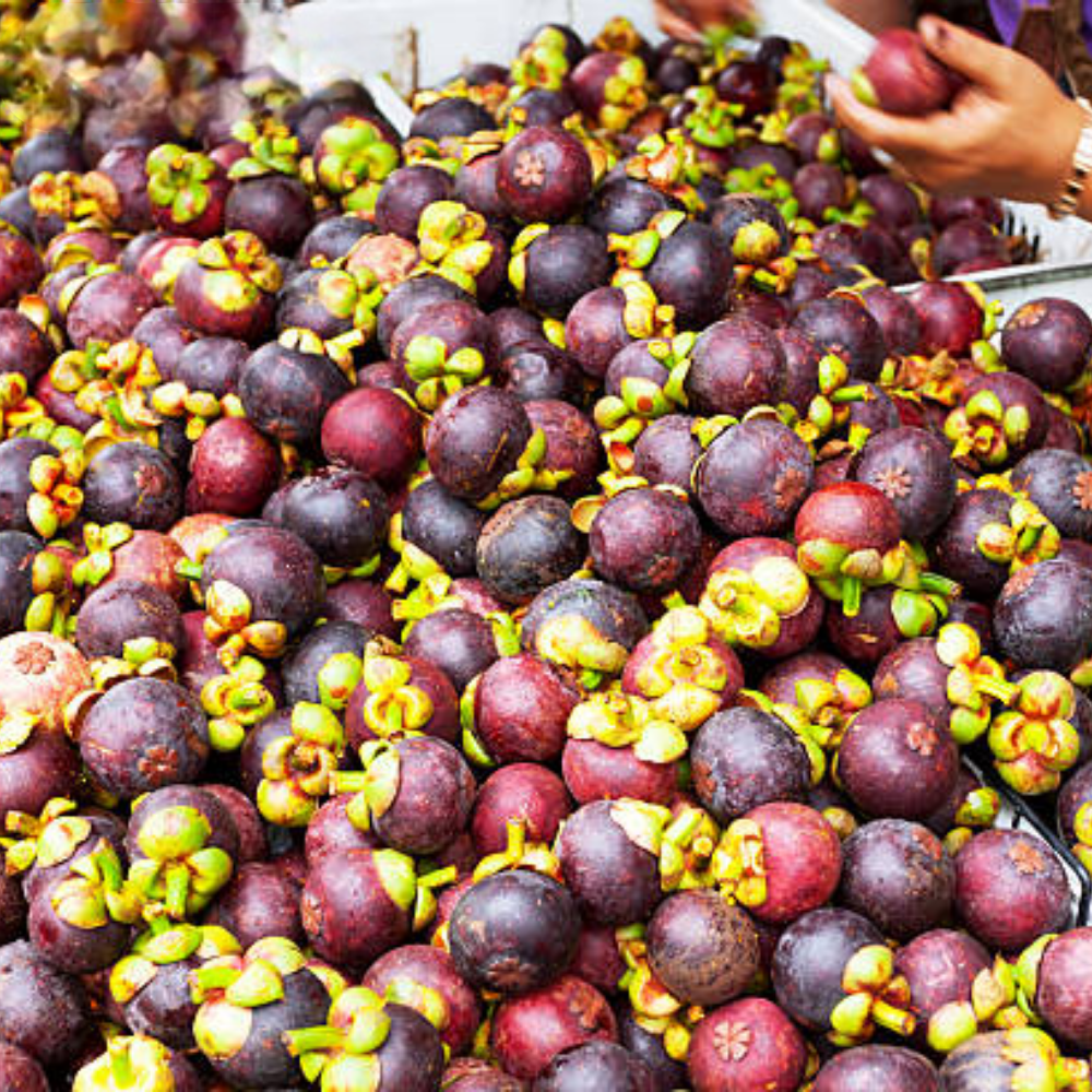 VIETNAMESE IQF FROZEN MANGOSTEEN – WHOLE AND HALVED TROPICAL FRUIT FOR BULK EXPORT