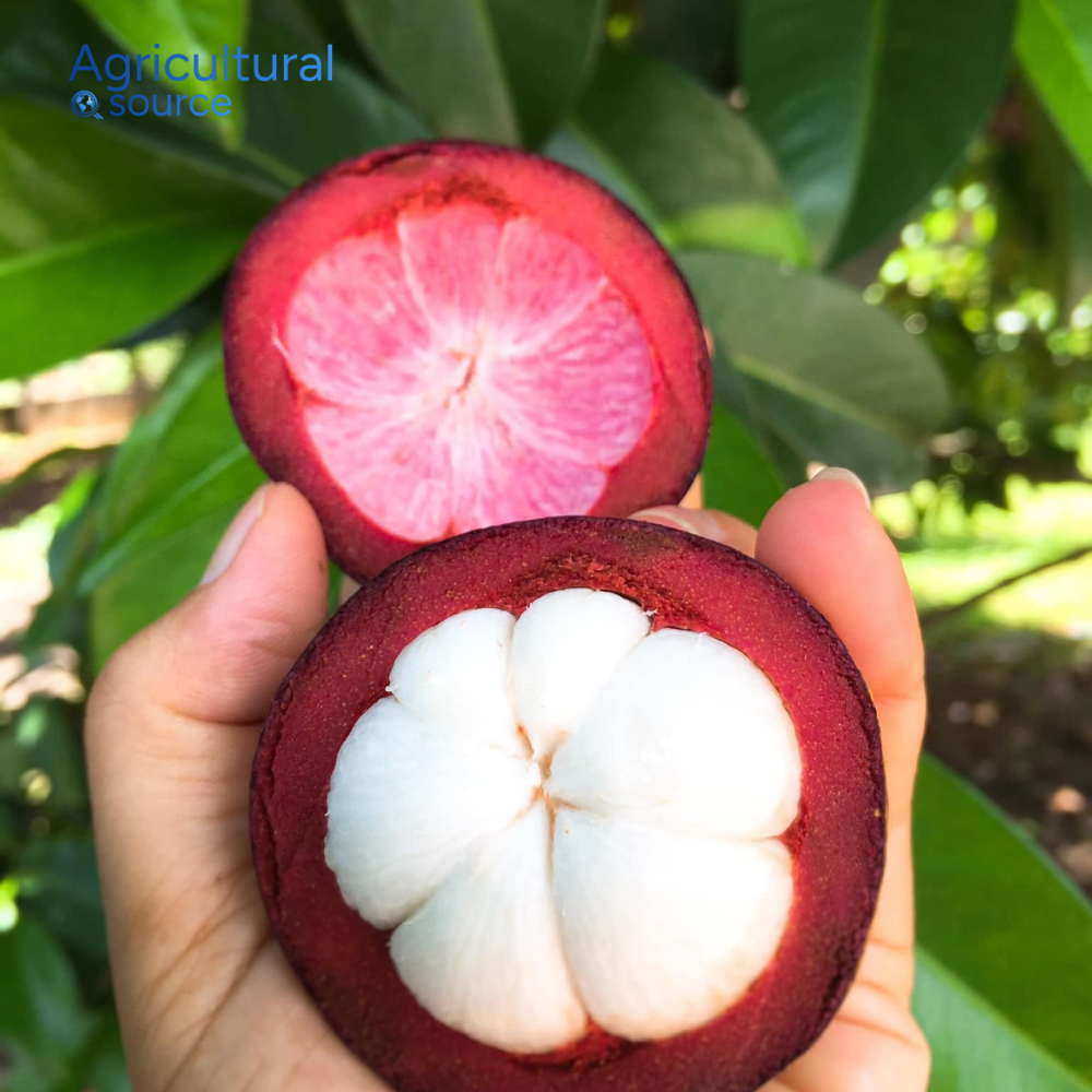 PREMIUM FRESH VIETNAMESE PURPLE MANGOSTEEN – SWEET TROPICAL FRUIT FOR BULK WHOLESALE EXPORT
