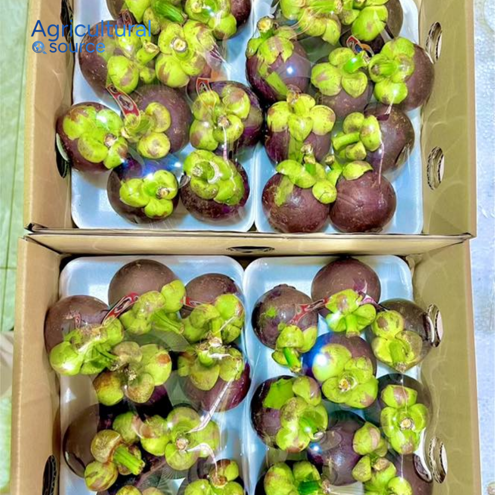 PREMIUM FRESH VIETNAMESE PURPLE MANGOSTEEN – SWEET TROPICAL FRUIT FOR BULK WHOLESALE EXPORT 3