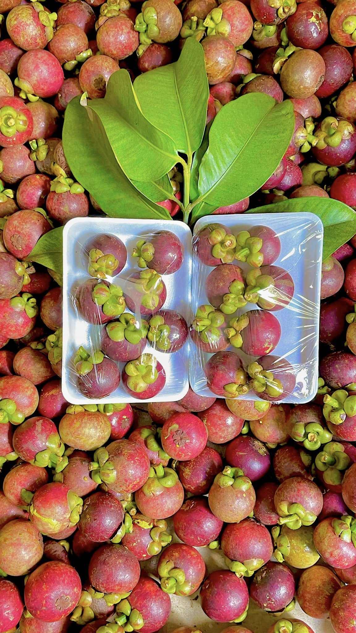 PREMIUM VIETNAMESE PURPLE MANGOSTEEN – SWEET TROPICAL FRUIT, 10KG EXPORT PACK, AIR FREIGHT SUPPLY BY GIMEX VIETNAM 2