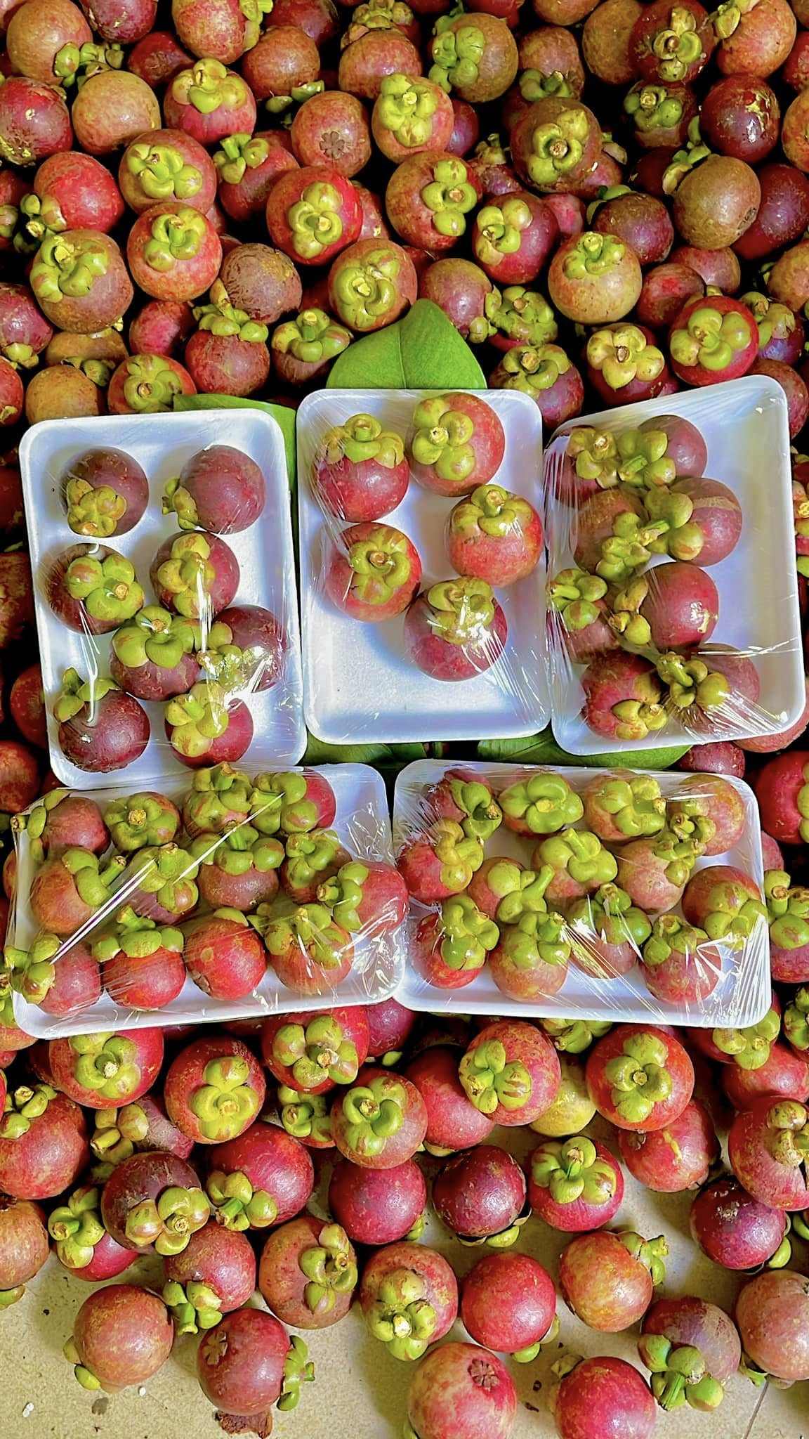 PREMIUM VIETNAMESE PURPLE MANGOSTEEN – SWEET TROPICAL FRUIT, 10KG EXPORT PACK, AIR FREIGHT SUPPLY BY GIMEX VIETNAM 3