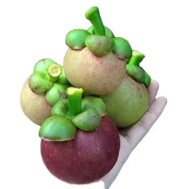 PREMIUM VIETNAMESE PURPLE MANGOSTEEN – SWEET TROPICAL FRUIT, 10KG EXPORT PACK, AIR FREIGHT SUPPLY BY GIMEX VIETNAM 4