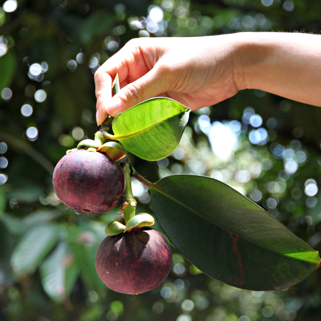 PREMIUM VIETNAMESE FRESH MANGOSTEEN – HIGH-QUALITY TROPICAL FRUIT FOR WHOLESALE AND EXPORT 2