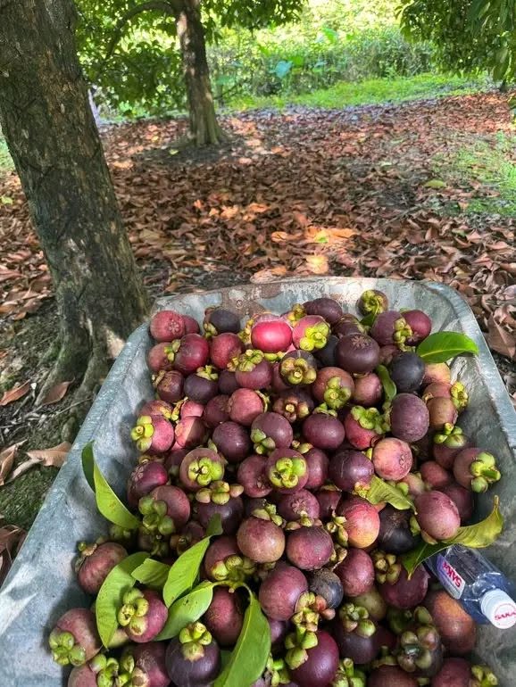 PREMIUM VIETNAMESE FRESH MANGOSTEEN – HIGH-QUALITY TROPICAL FRUIT FOR WHOLESALE AND EXPORT 4