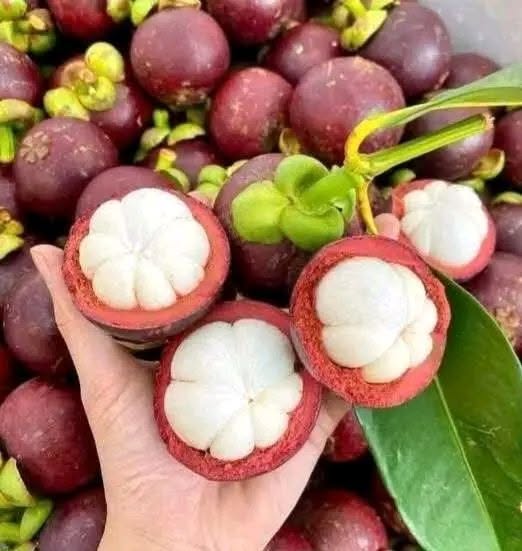 VIETNAMESE CAN THO FRESH MANGOSTEEN – NATURALLY SWEET TROPICAL FRUIT FOR WHOLESALE EXPORT