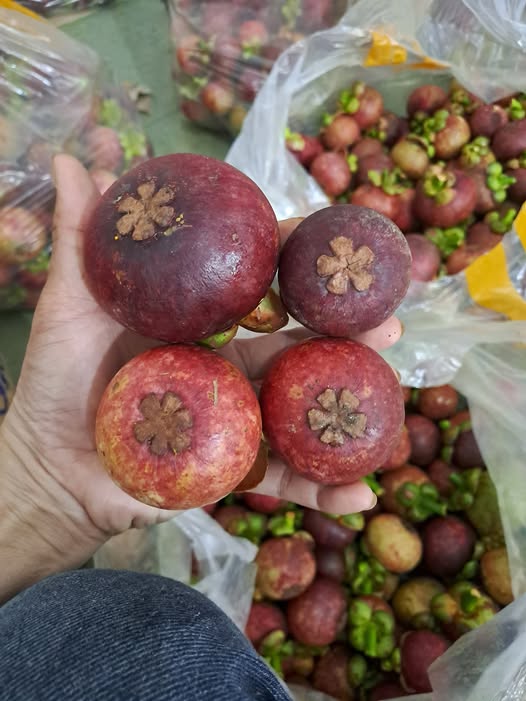VIETNAMESE CAN THO FRESH MANGOSTEEN – NATURALLY SWEET TROPICAL FRUIT FOR WHOLESALE EXPORT 2