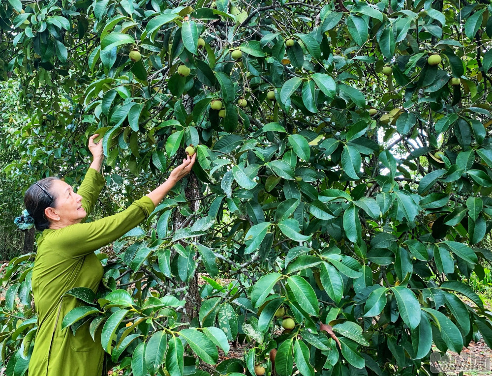 VIETNAMESE CAN THO FRESH MANGOSTEEN – NATURALLY SWEET TROPICAL FRUIT FOR WHOLESALE EXPORT 3