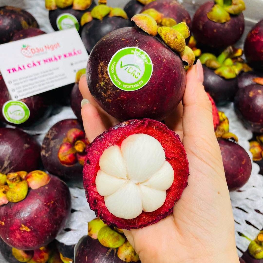 VIETNAMESE CAN THO FRESH MANGOSTEEN – NATURALLY SWEET TROPICAL FRUIT FOR WHOLESALE EXPORT 4